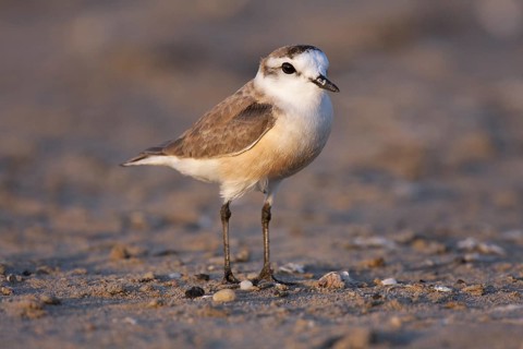White-fronted Plover (Charadrius marginatus), Namibia