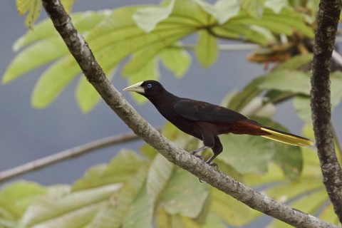 Crested Oropendola (Psarocolius decumanus), Ecuador