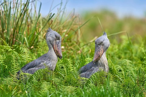 Two Shoebill, Balaeniceps rex, hidden in green vegetation. Portrait of big beaked bird, Mabamba
