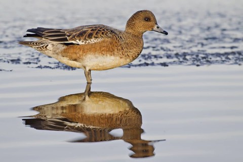 Eurasian Wigeon (Mareca penelope) female, Utrecht, Netherlands