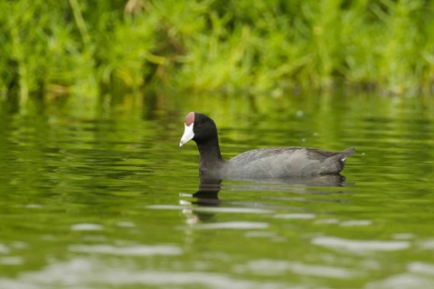 Hawaiian Coot (Fulica alai), Idaho, USA