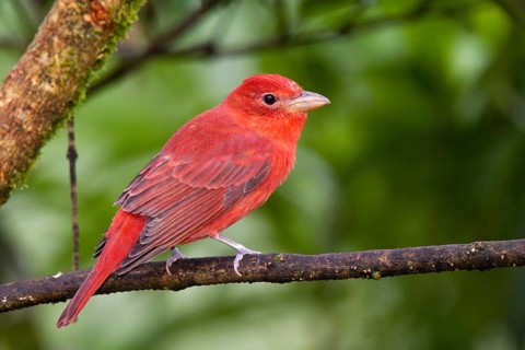 Summer Tanager Piranga rubra San Jose, COSTA RICA 7 November Adult Male Thraupidae