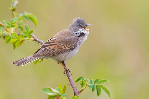 Common Whitethroat (Sylvia communis) male singing, perched on a twig, Poland