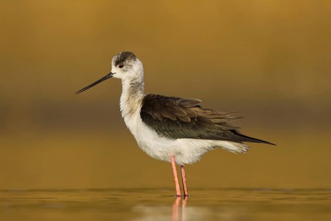 Black-winged Stilt (Himantopus himantopus) female foraging, North Rhine-Westphalia, Germany