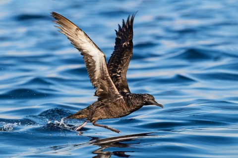 Sooty Shearwater (Ardenna grisea) flying, Eilat, Israel