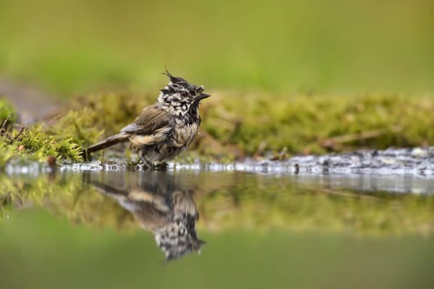 European Crested Tit (Lophophanes cristatus) at a waterhole, Netherlands