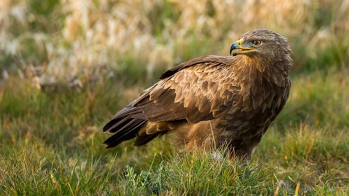 Lesser Spotted Eagle (Clanga pomarina), Mecklenburg-Western Pomerania, Germany