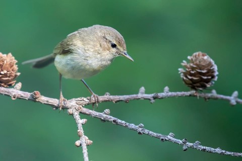 Common Chiffchaff (Phylloscopus collybita) perched on a branch, Lower Saxony, Germany