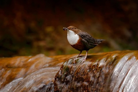 White-throated Dipper, Cinclus cinclus, brown bird with white throat in the river, waterfall in the