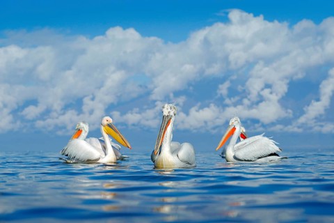 Bird in the water. Dalmatian pelican, Pelecanus crispus, landing in Lake Kerkini, Greece. Pelican
