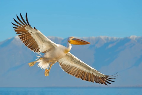 White pelican, Pelecanus onocrotalus, landing in Lake Kerkini, Greece. Pelican with open wings.