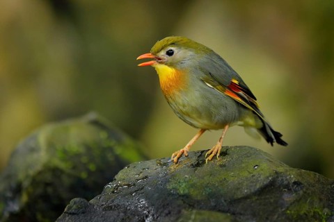 Red-billed leiothrix, Leiothrix lutea, rare bird from southern China and the Himalayas. Cute animal