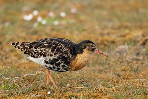 Ruff (Calidris pugnax) male, Oeland, Sweden