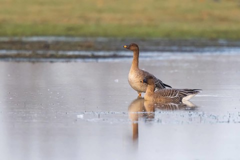 Taiga Bean Goose (Anser fabalis), North Rhine-Westphalia, Germany