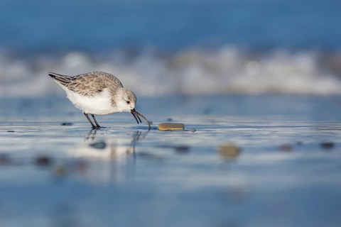 Sanderling (Calidris alba) foraging, Schleswig-Holstein, Germany