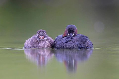 Little Grebe (Tachybaptus ruficollis) adult with chick, North Rhine-Westphalia, Germany
