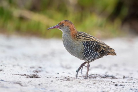 Lewin's Rail (Lewinia pectoralis) male, Victoria, Australia