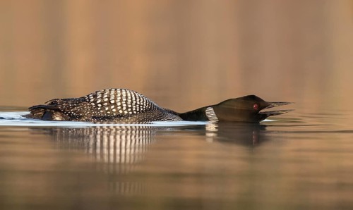 Great Northern Loon (Gavia immer) in threatening posture on lake, British Columbia, Canada