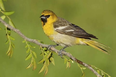 Bullock's Oriole (Icterus bullockii), Arizona, USA