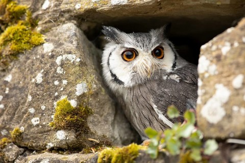 Southern White-faced Owl (Ptilopsis granti) captive, peering out of a wall gap, Germany