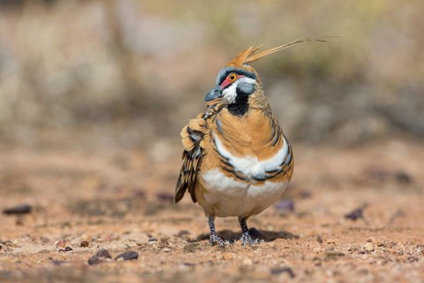 Spinifex Pigeon (Geophaps plumifera) perched on the ground, Queensland, Australia