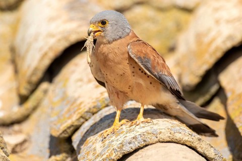 Lesser Kestrel (Falco naumanni) male on a roof, Castile-La Mancha, Spain