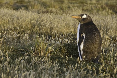 Gentoo Penguin (Pygoscelis papua), Falkland Islands