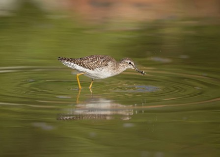 Wood Sandpiper (Tringa glareola) with little fish in its beak, Gambia