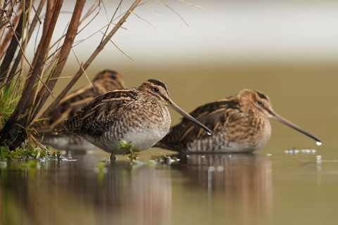 Watersnip, Snipe, Gallinago gallinago