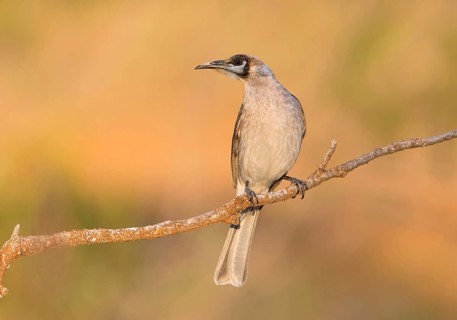 Little Friarbird (Philemon citreogularis), New South Wales, Australia
