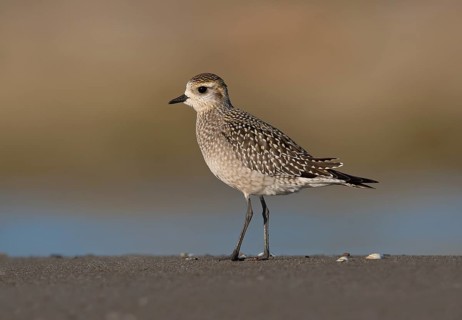American Golden Plover (Pluvialis dominica), Ohio, USA