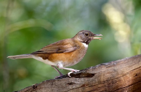 White-necked Thrush (Turdus albicollis) singing, Sao Paulo, Braszil