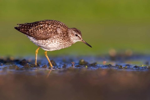 Wood Sandpiper (Tringa glareola) foraging, Poland