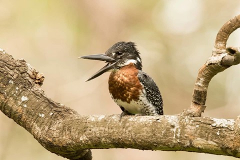 Giant Kingfisher (Megaceryle maxima) male, Gambia