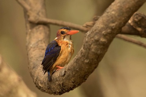African Pygmy Kingfisher (Ispidina picta), Gambia
