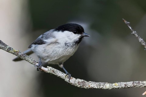 Willow Tit - Weidenmeise - Poecile montanus ssp. uralensis, Russia (Ural)