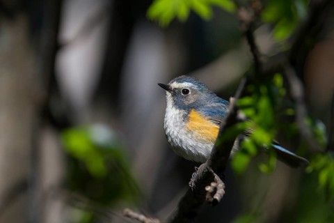 Orange-flanked Bluetail - Blauschwanz - Tarsiger cyanurus, Kazakhstan, male