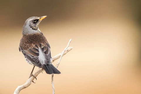 Fieldfare (Turdus pilaris) perched on a branch, Aragon, Spain