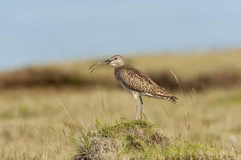 Whimbrel (Numenius phaeopus) calling, Iceland