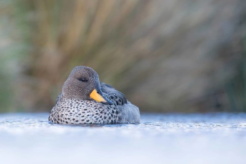 Yellow-billed Teal (Anas flavirostris), Falkland Islands
