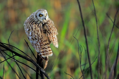 Short-eared Owl (Asio flammeus) perched on a branch, Andalusia, Spain