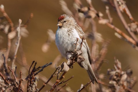 Arctic Redpoll (Acanthis hornemanni) male perched on a branch, Finnmark, Norway