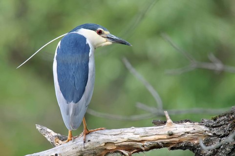 Black-crowned Night Heron (Nycticorax nycticorax), Hungary