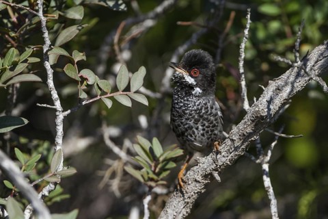 Cyprus Warbler (Sylvia melanothorax) male, Cyprus