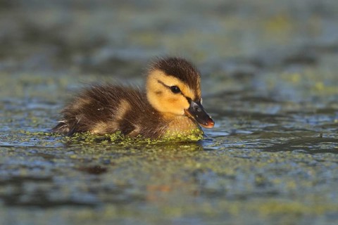 Mallard (Anas platyrhynchos) chick, British Columbia, Canada