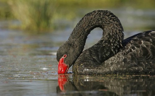 Black Swan (Cygnus atratus), Victoria, Australia
