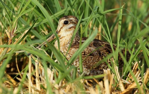 Pin-tailed Snipe (Gallinago stenura), Dhofar, Oman