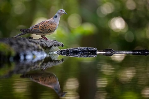 European Turtle Dove (Streptopelia turtur) at waterhole, Hungary