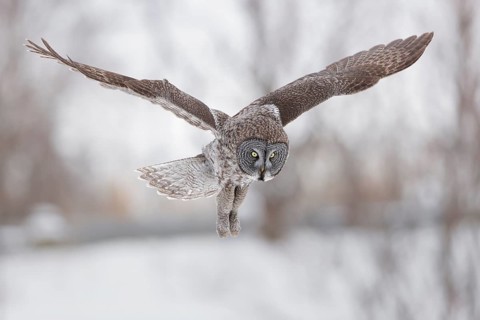 Great Grey Owl (Strix nebulosa) flying, Quebec, Canada