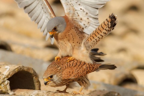 Lesser Kestrel (Falco naumanni), pair mating, Castile-La Mancha